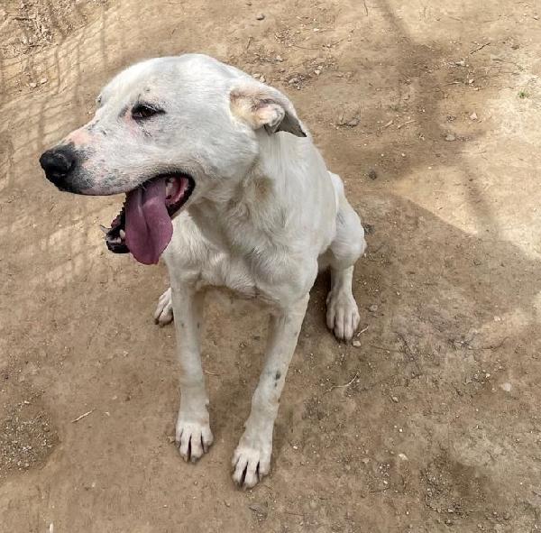 Cubra cagnolona incrocio dogo Foto 3